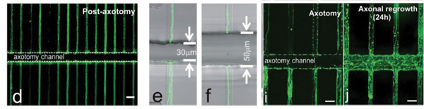 Proximal segments of axons showing regeneration formation in compartmentalized microfluidic devices.